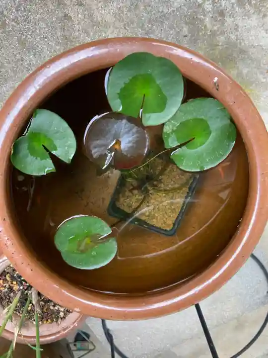 八葉寺の手水舎