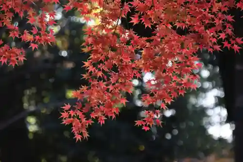 國祖神社の自然