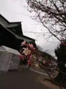 賀羅加波神社の自然(2021年03月05日(金) 19時20分24秒投稿)