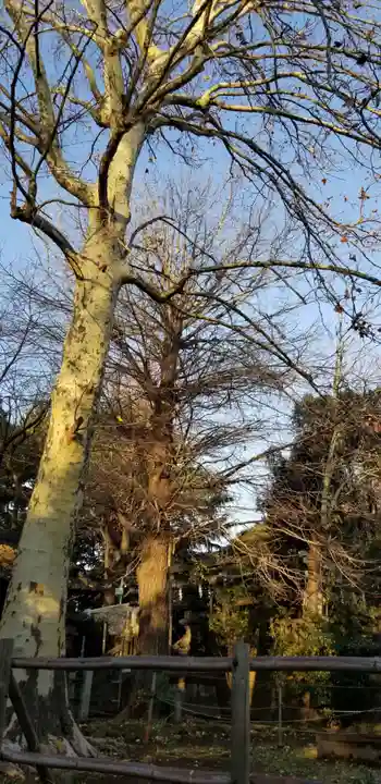 諏方神社の自然