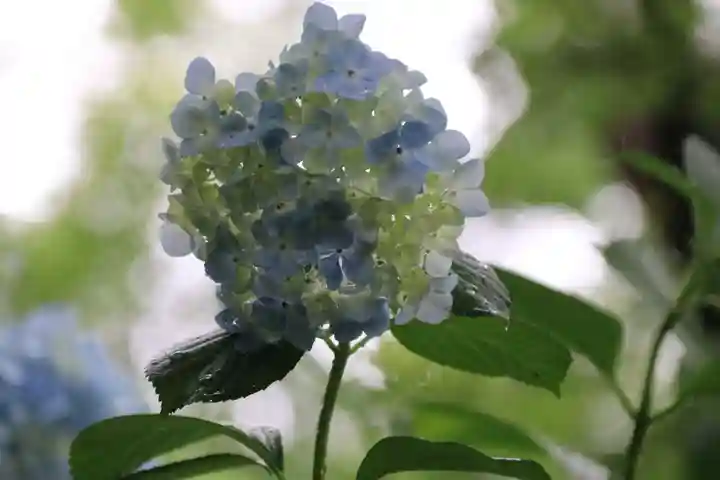 開成山大神宮の自然