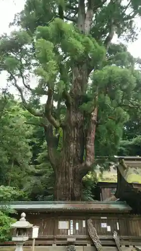 若狭姫神社（若狭彦神社下社）の自然