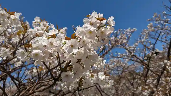 仁和寺(京都府)