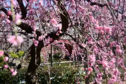亀戸天神社(東京都)