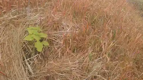 山之神神社の自然