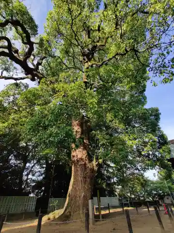 八幡神社(香川県)