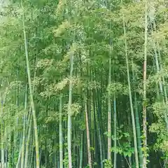 大澤山　龍藏寺の自然