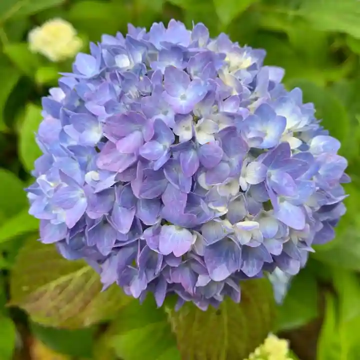 普門寺(切り絵御朱印発祥の寺)の自然