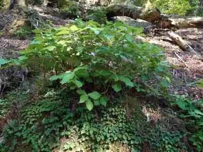 玉置神社(奈良県)