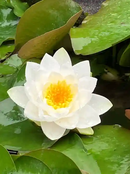 真言宗 善通寺派 薬王寺(香川県)