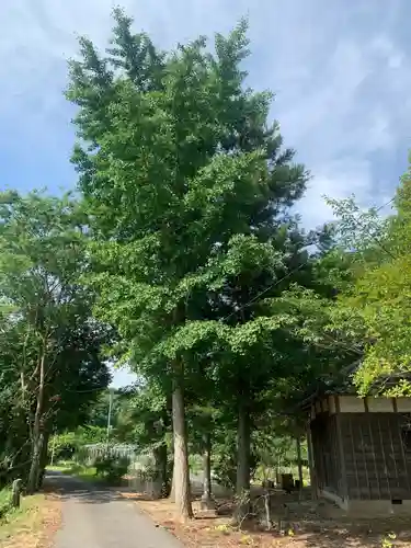 大杉神社(千葉県)