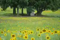 沢山神社(澤山神社)(新潟県)