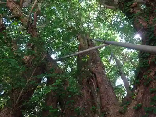 海南神社の自然