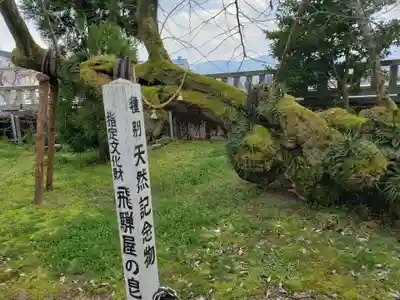 飛騨屋神明社の自然