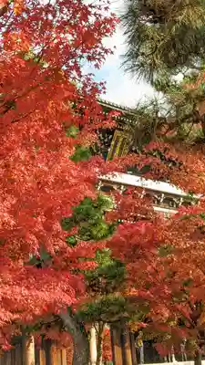 くろ谷 金戒光明寺(京都府)