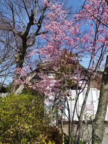 高台寺（高台寿聖禅寺・高臺寺）の自然