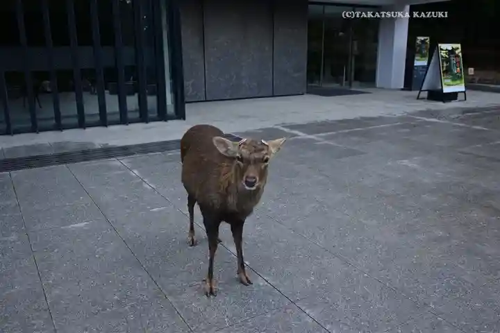 春日大社(奈良県)