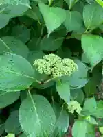 五井山 妙善院の自然