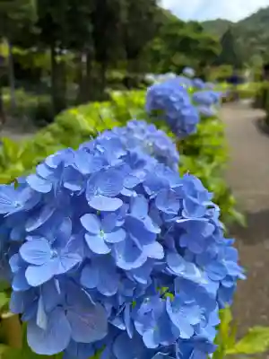 三室戸寺(京都府)
