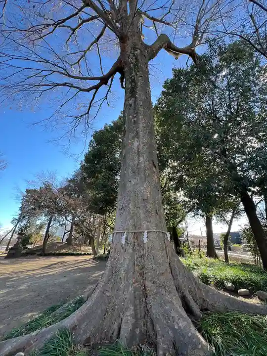 仙波氷川神社(埼玉県)