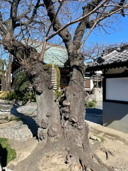 妙典寺の{uncategorized: "未分類", other: "その他", undefined: "問題あり", building: "その他建物", grave: "お墓", sacred_gate: "鳥居", guardian: "狛犬", statue: "像", buddha: "仏像", history: "歴史", nature: "自然", garden: "庭園", animal: "動物", pagoda: "塔", temizu: "手水舎", mountain_gate: "山門・神門", sanctuary: "本殿・本堂", subordinate: "末社・摂社", art: "芸術", scenery: "景色", jizo: "地蔵", ema: "絵馬", goshuin: "御朱印", omikuji: "おみくじ", items: "授与品その他", amulet: "お守り", goshuincho: "御朱印帳", eats: "食事", festival: "お祭り", votive_dance: "神楽", shichigosan: "七五三参", wedding: "結婚式", experience: "体験その他", initially: "初詣", around: "周辺", anti_infection: "感染症対策"}