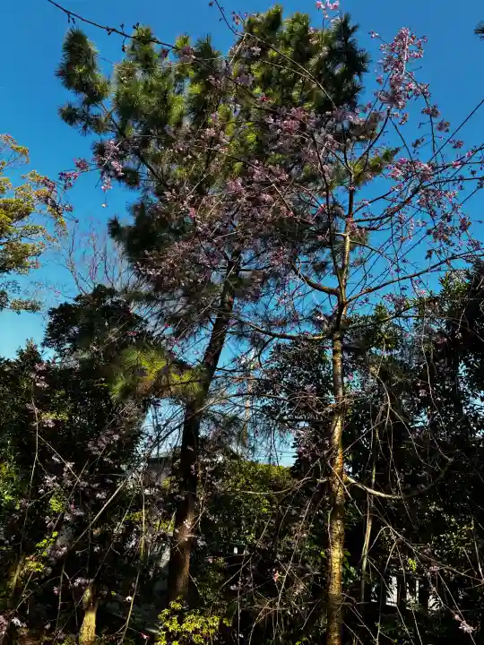 宮山神社の{uncategorized: "未分類", other: "その他", undefined: "問題あり", building: "その他建物", grave: "お墓", sacred_gate: "鳥居", guardian: "狛犬", statue: "像", buddha: "仏像", history: "歴史", nature: "自然", garden: "庭園", animal: "動物", pagoda: "塔", temizu: "手水舎", mountain_gate: "山門・神門", sanctuary: "本殿・本堂", subordinate: "末社・摂社", art: "芸術", scenery: "景色", jizo: "地蔵", ema: "絵馬", goshuin: "御朱印", omikuji: "おみくじ", items: "授与品その他", amulet: "お守り", goshuincho: "御朱印帳", eats: "食事", festival: "お祭り", votive_dance: "神楽", shichigosan: "七五三参", wedding: "結婚式", experience: "体験その他", initially: "初詣", around: "周辺", anti_infection: "感染症対策"}