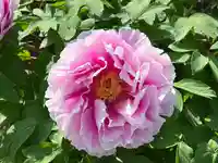 真言宗 善通寺派 薬王寺(香川県)