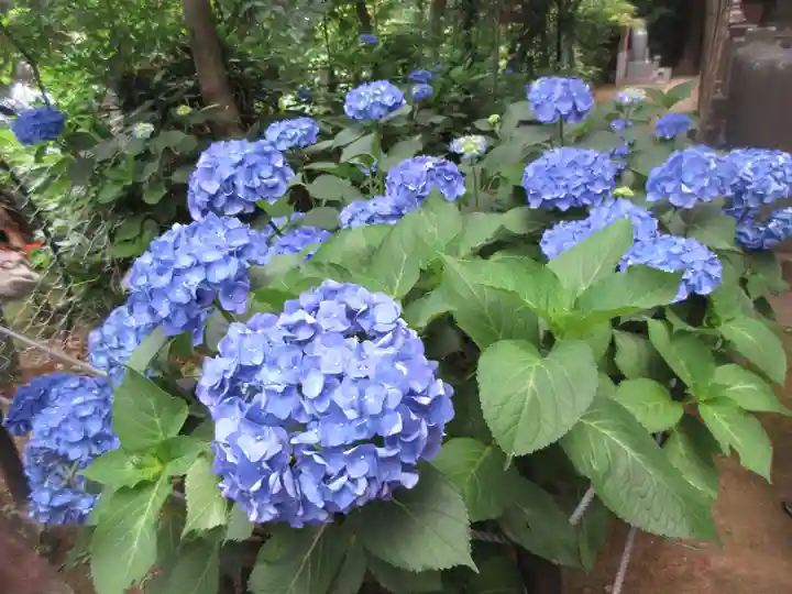 本土寺(千葉県)