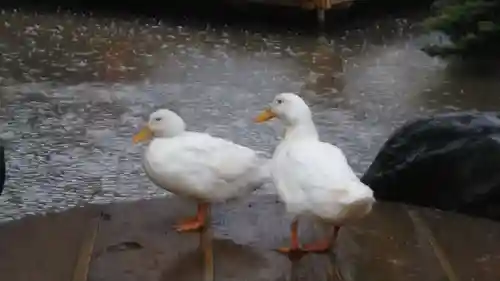 平塚八幡宮の動物
