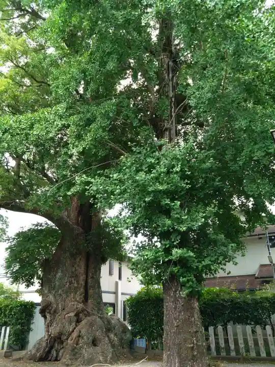 下代菅原神社の自然