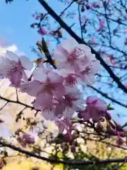 鳩森八幡神社の自然