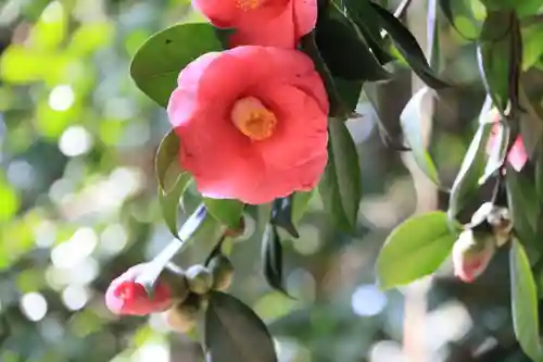 鹿島大神宮の自然