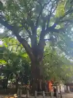 一宮神社(愛媛県)