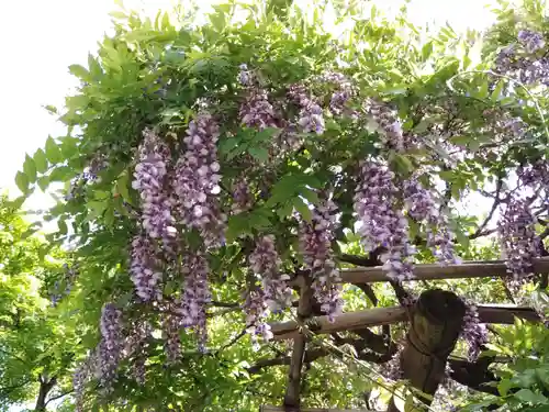 宝登山神社(埼玉県)
