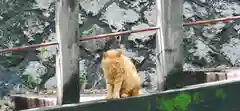 王子神社の動物