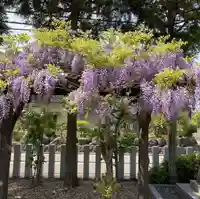 總社 和田八幡宮の自然