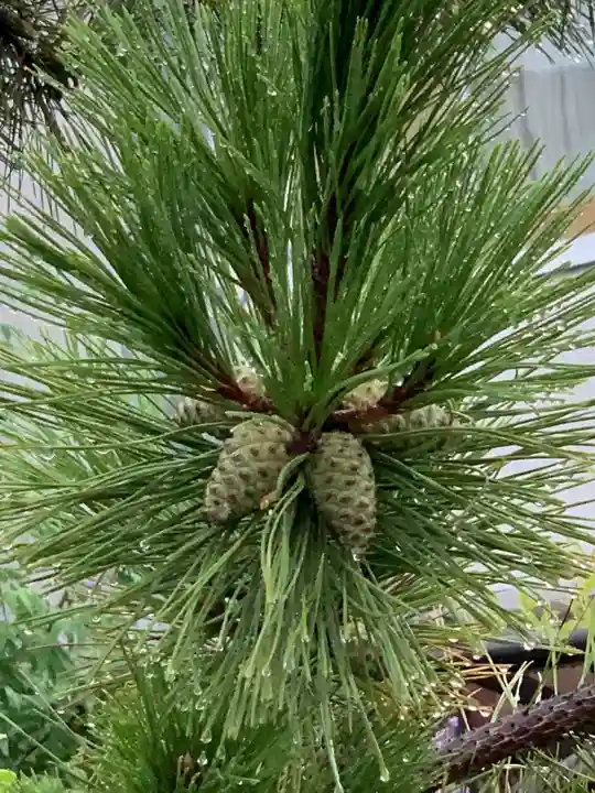 島頭天満宮(大阪府)