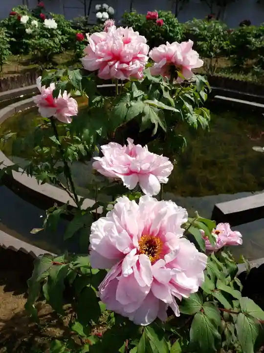 禅定院(東京都)