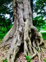 星宮神社の自然