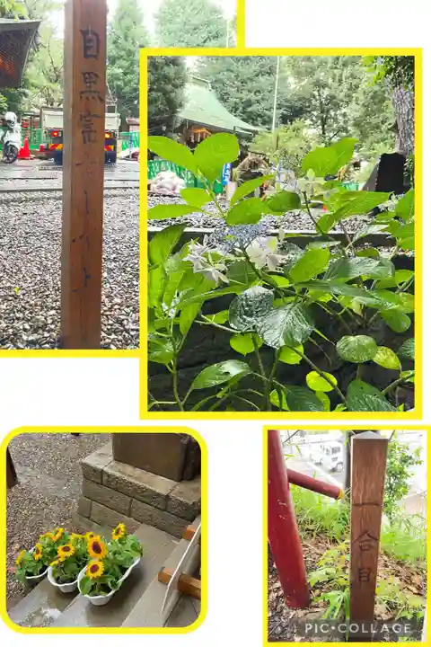 目黒富士浅間神社の自然