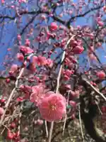 岡寺(龍蓋寺)の自然