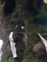 しなの木神社の自然