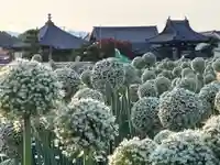 真言宗 善通寺派 薬王寺の自然