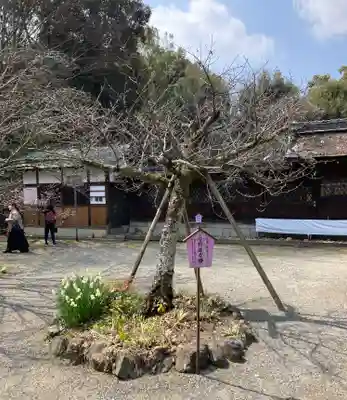 平野神社(京都府)