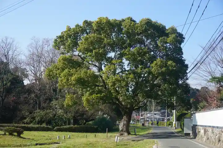 日吉神社の自然