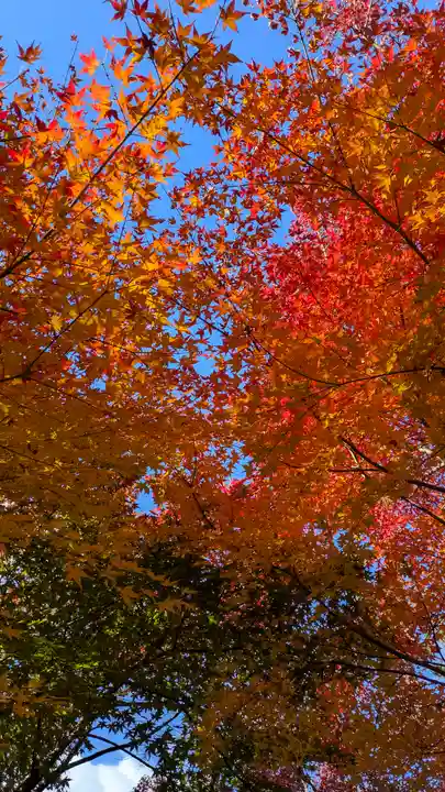 興聖寺(京都府)