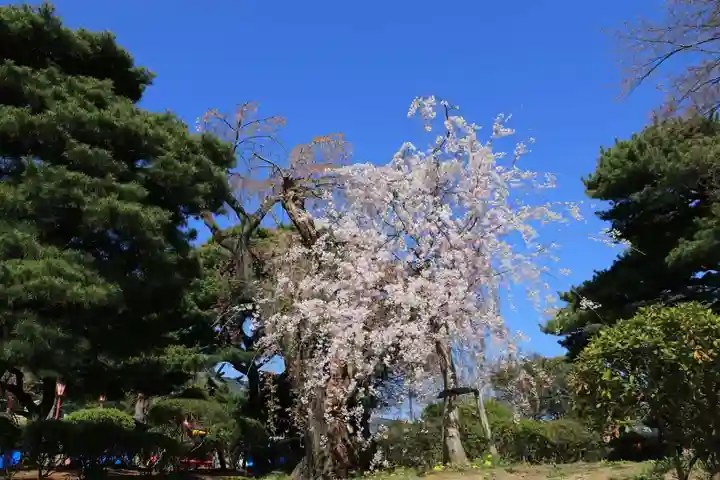 開成山大神宮の自然