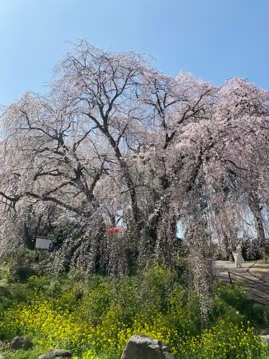 本佛寺別院 法華原の自然