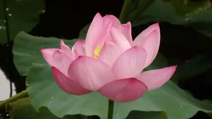 寛永寺不忍池弁天堂の自然