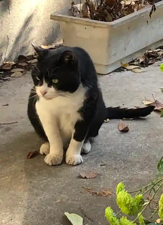 馬場氷川神社の動物